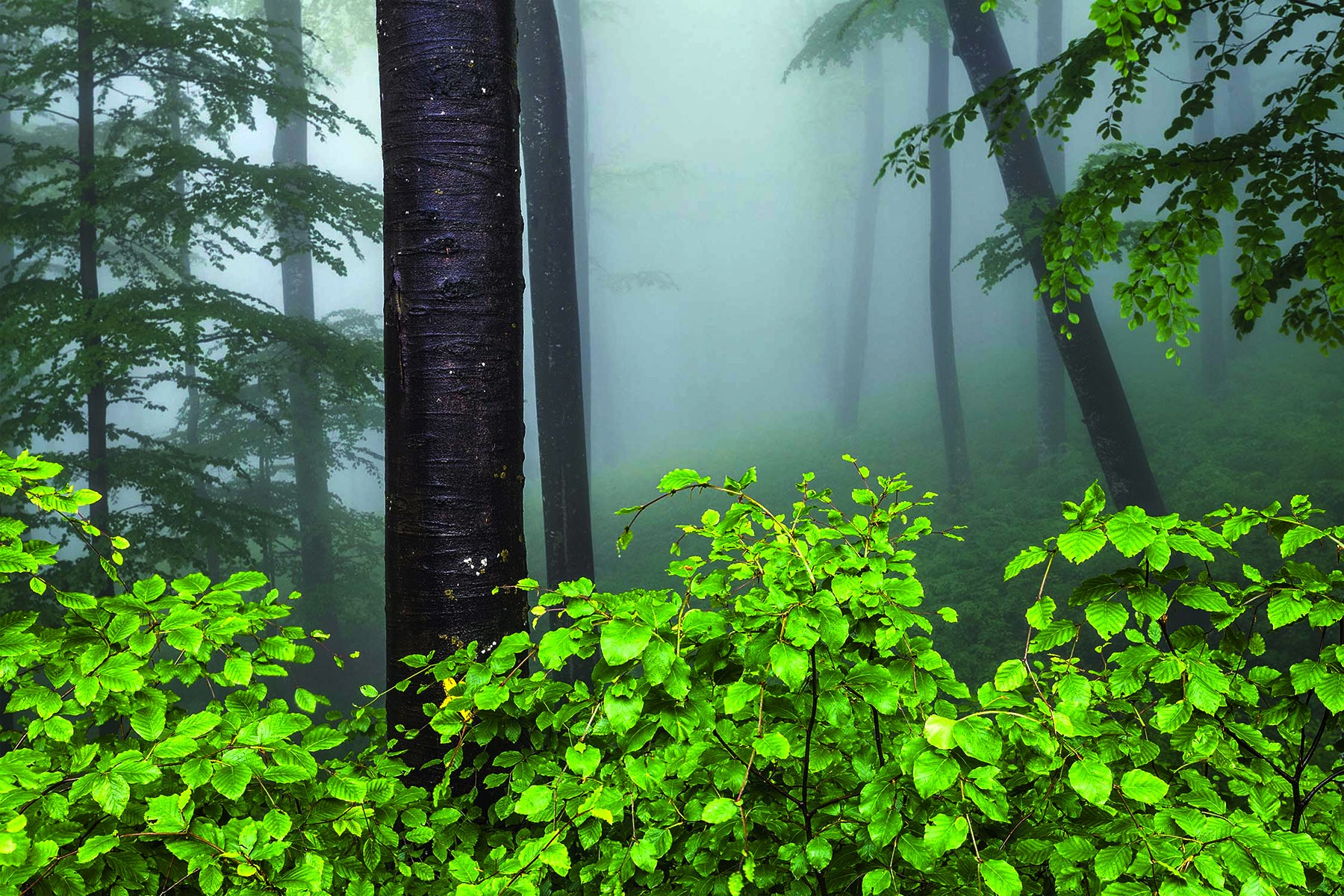 At the gates of the woods