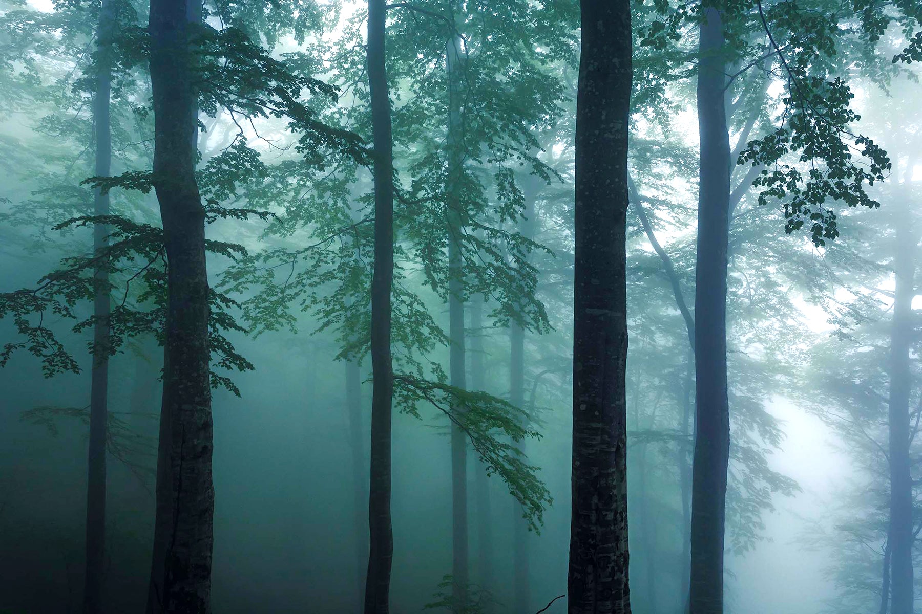 Misty Forest