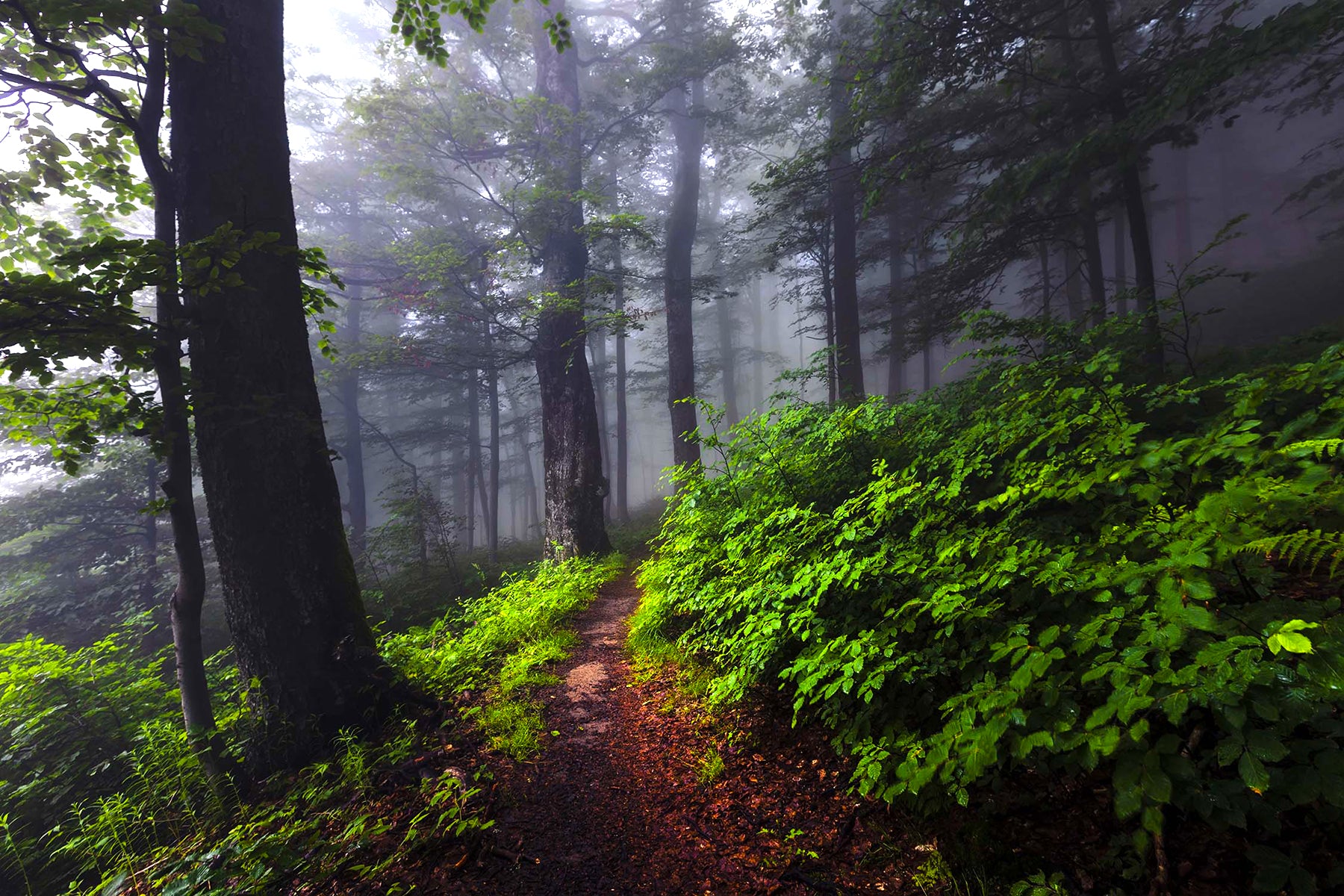 Murky Forest