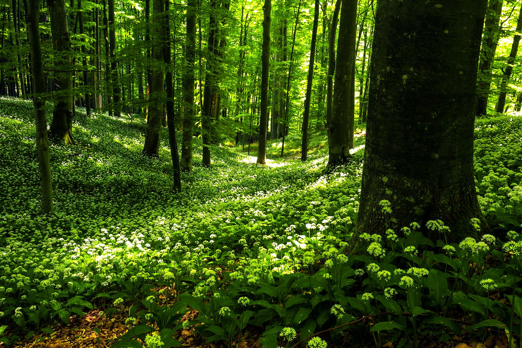 Onion Forest
