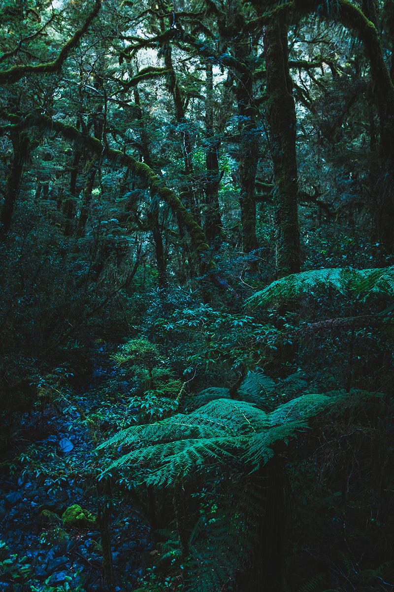 Paisagem Idílica - Floresta Encantada dos Catlins