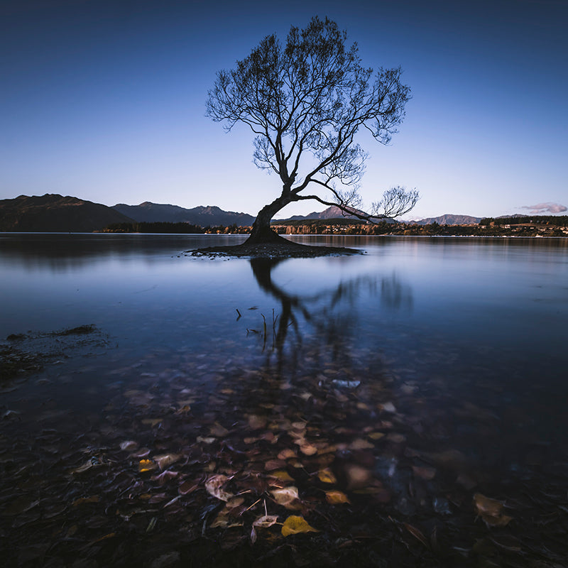 Paisagem Idílica - Wanaka Tree